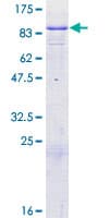 Human GTPBP1 / GP1 Protein (Recombinant GST)