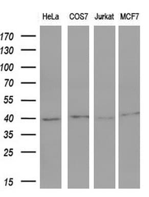 FOS / c-FOS Antibody (clone OTI7D6, Carrier-free)
