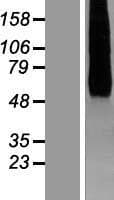 HHATL Protein (Over-Expression Lysate Myc-DDK (Flag))