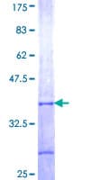 Human ARR3 / Cone Arrestin Protein (Recombinant GST, N-terminus)