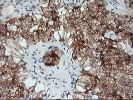 KLK8 / Kallikrein 8 Antibody (clone OTI5B4, Carrier-free)