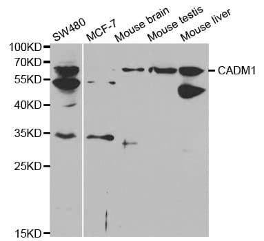 SYNCAM / CADM1 Antibody