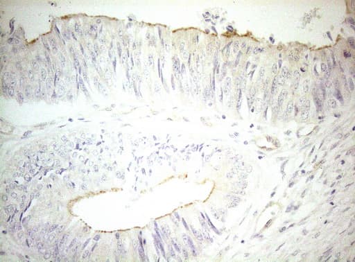 OSGIN2 Antibody (aa1-250, clone OTI7D12)