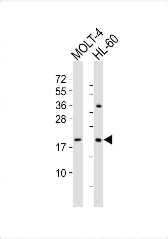 RAC2 Antibody (aa178-208)