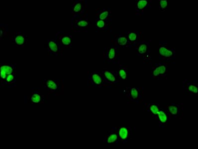 HIST1H3A Antibody