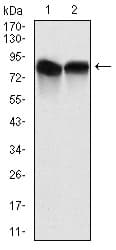 IHC-plus™ Monoclonal Mouse anti-Human NEDD8 Antibody (clone 5B8, IHC, IF, WB)