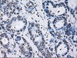 ID3 Antibody (clone OTI5C7)