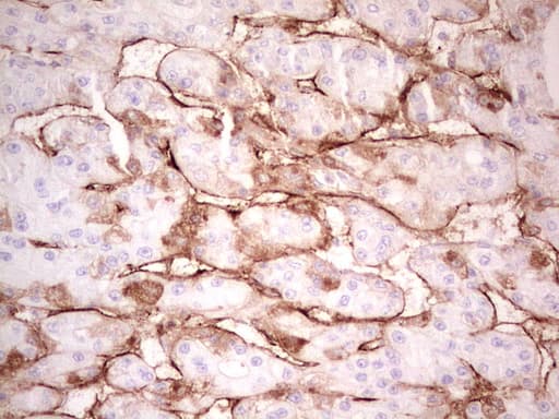 Adiponectin Antibody (aa19-244, clone OTI3G10)