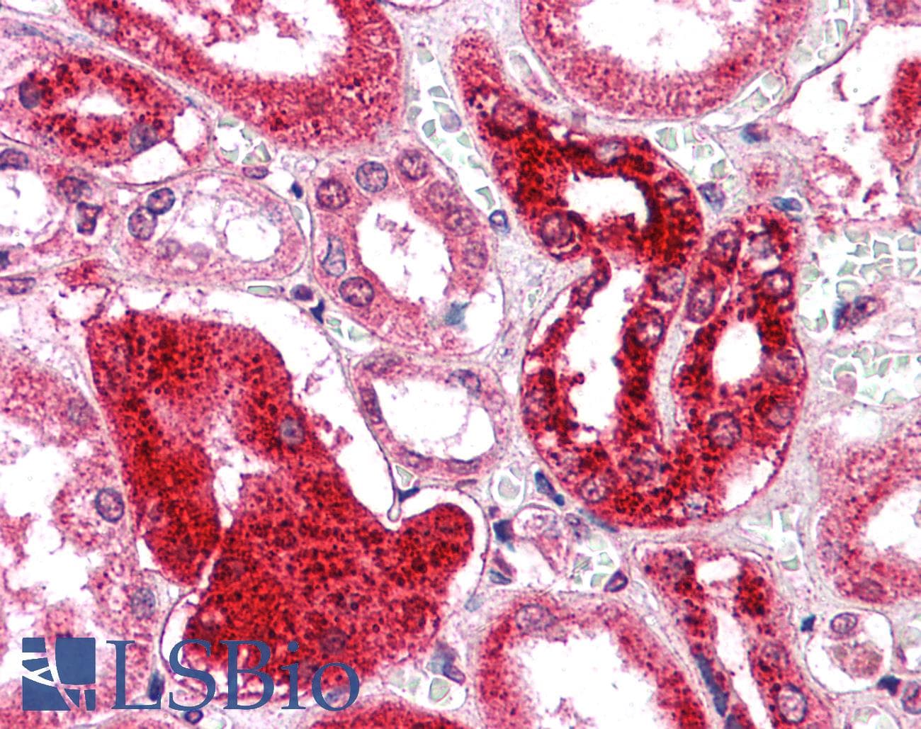 IHC-plus™ GM2A Antibody (N-Terminus)
