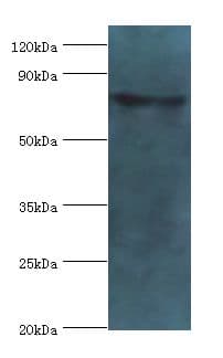 EHHADH / Enoyl-Coa Hydratase Antibody (aa1-723)