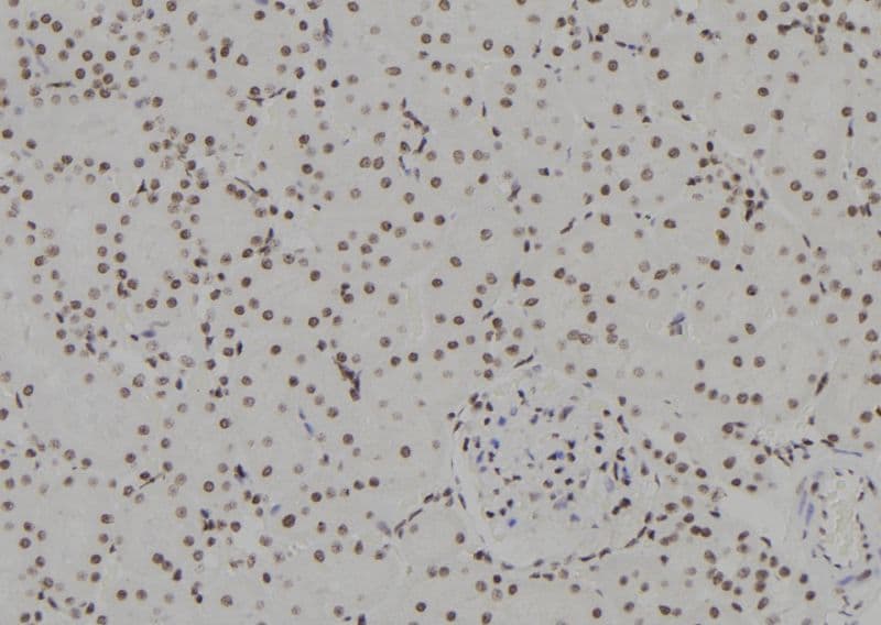HSPB3 Antibody