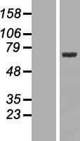 FXR1 Protein (Over-Expression Lysate Myc-DDK (Flag))