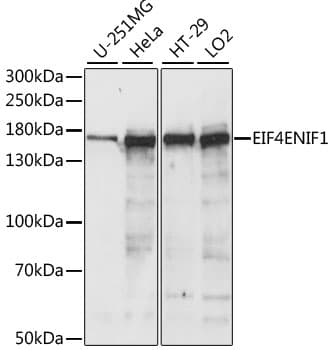 EIF4ENIF1 / 4E-T Antibody
