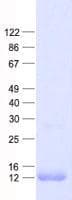 Human NOP10 Protein (Recombinant His, N-Terminal)