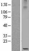 Human MUCL1 Protein (Over-Expression Lysate Myc-DDK (Flag))