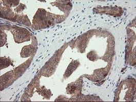 TSC22D1 / TSC22 Antibody (clone OTI3B10)