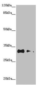 TNRC5 / CNPY3 Antibody