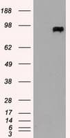 Prominin 2 / PROM2 Antibody (clone OTI5G8)