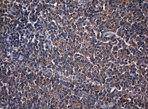 CDC6 Antibody (clone OTI1D5)