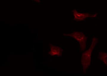 NECAB3 Antibody