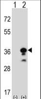 Polyclonal Rabbit anti-Human GZMB / Granzyme B Antibody (aa2-32, IHC, WB)