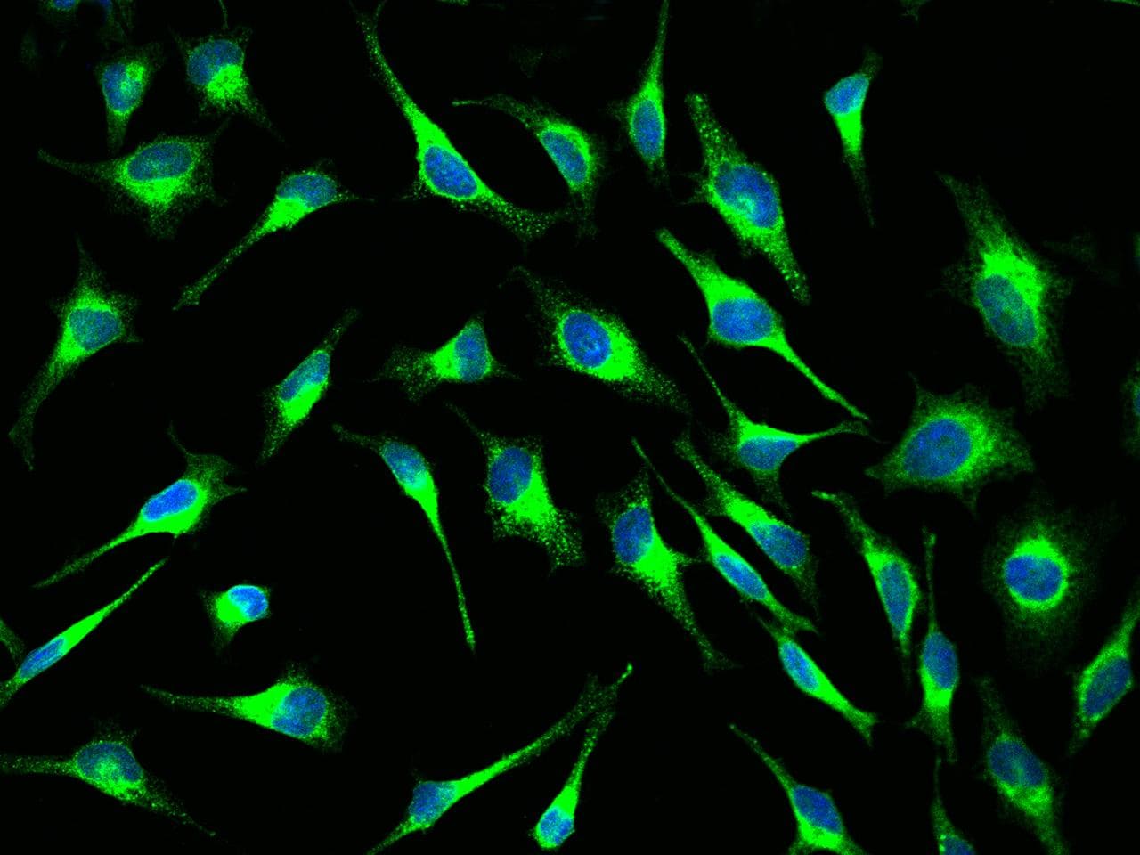 PDI / P4HB Antibody (Preservative Free)