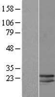 Human LCN10 Protein (Over-Expression Lysate Myc-DDK (Flag))