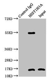 HIST1H3A Antibody