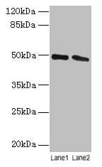 Polyclonal Rabbit anti-Human STAMBP / AMSH Antibody (WB)