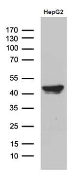 APOL1 / Apolipoprotein L Antibody (aa28-339, clone OTI5H4)
