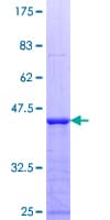 Human E2F7 Protein (Recombinant GST, N-terminus)
