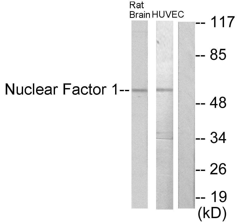 NFIA / Nuclear Factor 1 Antibody