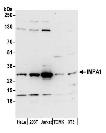 Polyclonal Rabbit anti-Human IMPA1 / IMP Antibody (aa227-277, WB)