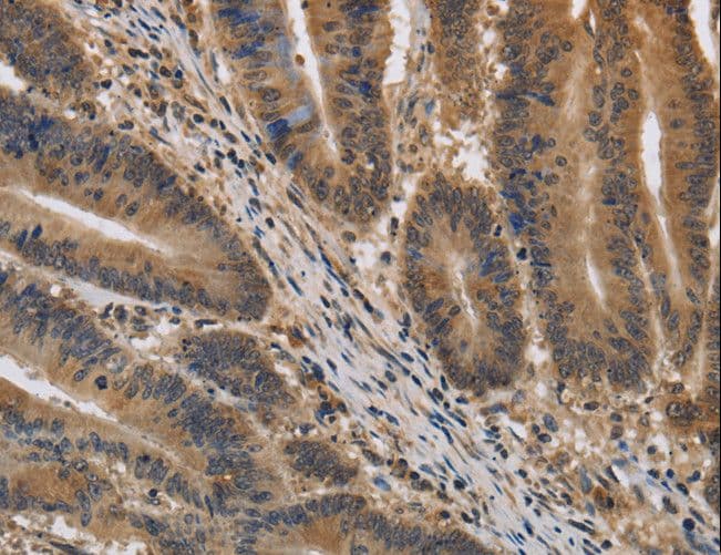 KIF22 / OBP Antibody