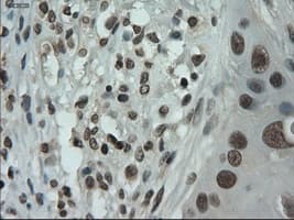 IL3 Antibody (clone OTI3B11)