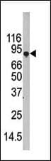 Apg7 / ATG7 Antibody (aa540-569)