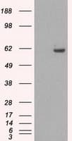 STK39 / SPAK Antibody (clone OTI3C12)