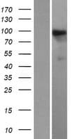 HIPK1 Protein (Over-Expression Lysate Myc-DDK (Flag))