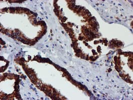 PDIA4 / ERP72 Antibody (clone OTI2C11)