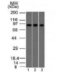 VIL1 / Villin Antibody (clone VIL1/1325)