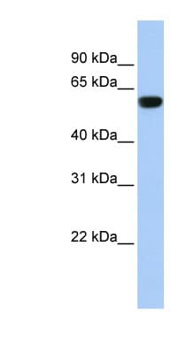 TRIM72 / MG53 Antibody (aa288-337)