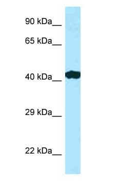 RILP Antibody (C-Terminus)
