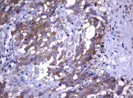 WNT3 Antibody (clone OTI1F6)
