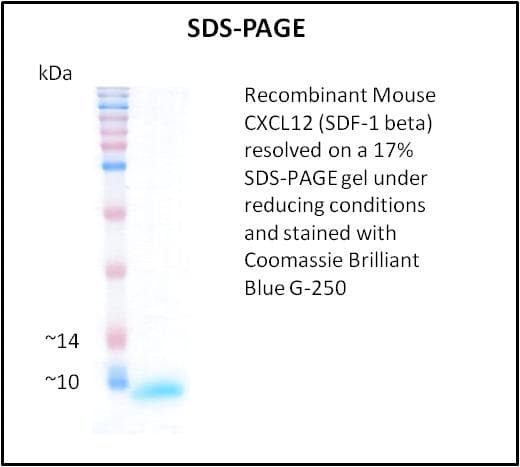 Mouse SDF1 / CXCL12 Protein (Recombinant)