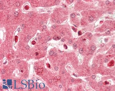 IHC-plus™ KDM5A / JARID1A Antibody (aa1640-1690)