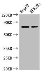 Polyclonal Rabbit anti-Human OS9 Antibody (IHC, IF, WB)