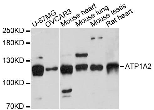 ATP1A2 Antibody