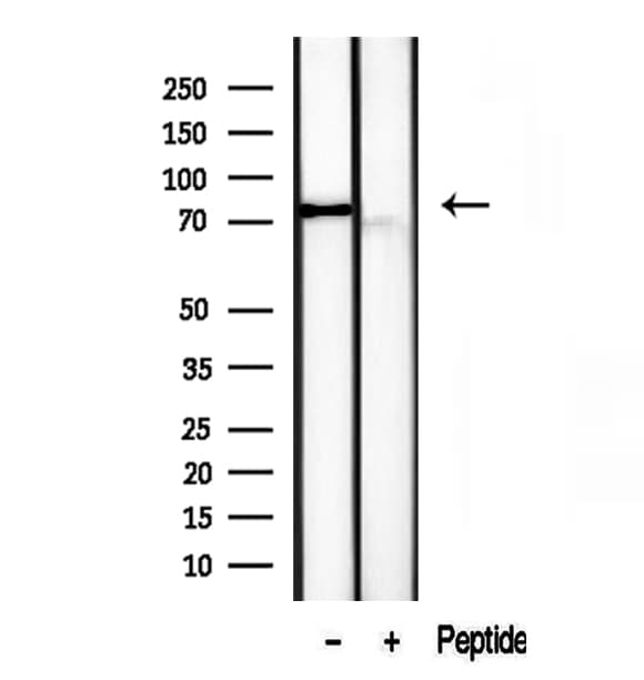 TLE3 Antibody