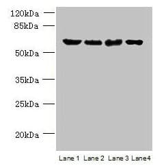 POLR3C Antibody (aa1-534)