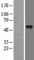PDZD3 Protein (Over-Expression Lysate Myc-DDK (Flag))